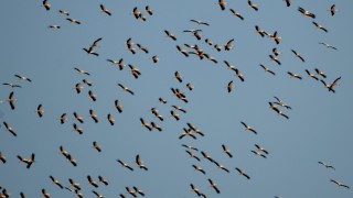 Започват Европейски дни на птиците Честванията на миграцията на прелетните птици