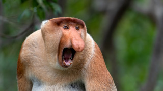 В животинското царство има много красота Но има и животни