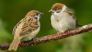 Какво се случва с врабчетата в България
