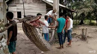 Гигантски питон е нападнал индонезиец почти разкъсвайки ръката му преди