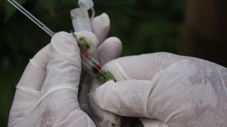 Иззеха 70 растения марихуана по време на спецакция във Видинско