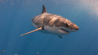 Акула грабна 10 годишно момче от рибарска лодка в Австралия но