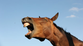 55 годишен мъж е бил влачен от кон в град Левски