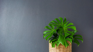 Цветята са задължителният завършек на всеки дом но често изниква