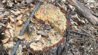 Два обекта за съхранение преработка и търговия с дървесина в