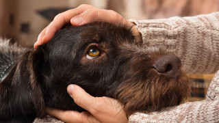 Стопани "откраднаха" кучето си от ветеринарна клиника в София