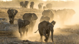 Намибия, ръстът на популацията на слонове и как държавата ще се справи с тях