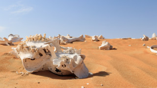 Хората са заличили 83% от дивите бозайници