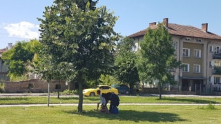 Община Мездра забрани увреждането на дървета при брането на липов