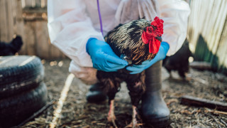 България съобщи за огнища на високопатогенен птичи грип в три