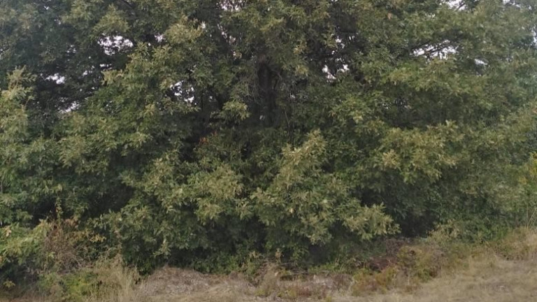 Изображение 739281