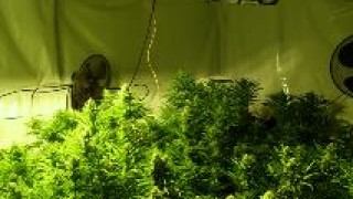 Разбиха домашна оранжерия за марихуана в Добричко При специализирана полицейска