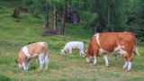 Унищожават стадо от 120 крави заради нодуларен дерматит  