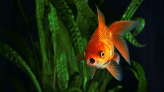 Могат ли златните рибки да шофират