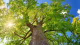 Обявиха три вековни дървета за защитени