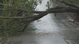  Над 60 са падналите дървета поради бурята в София 