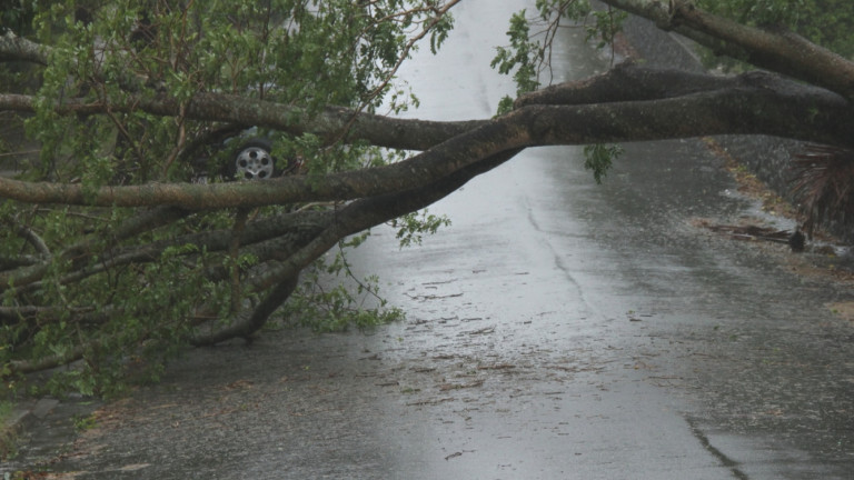 Ураганните ветрове в Русе събориха дървета и клони. В област