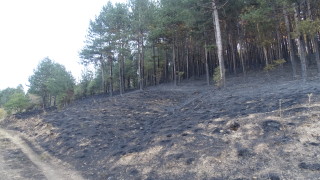Пожар изпепели шест декара гора край Аксаково