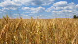  Кои страни изнесоха най-вече пшеница през предходната година и какви са количествата 