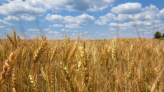 ЕС одобри лимит на вноса на селскостопанска продукция от Украйна