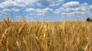 Рекордни добиви и запаси удрят по цената на пшеницата