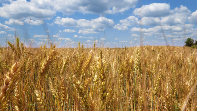 Тази страна може да стане за първи път най-големия износител на пшеница в света