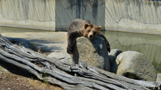 Преди няколко дни отново стана известен зоопаркът в Разград с