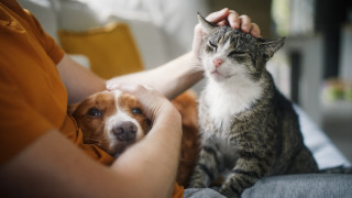 Малко известен но изключително тъжен епизод от началото на Втората