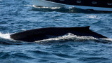  Автралия изхвърли стотици мъртви китове след избавителна акция 