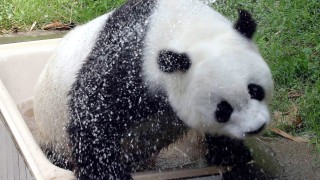 Най старата в света гигантски панда е починала съобщават BBC позовавайки
