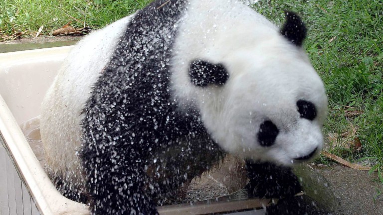 Най-старата в света гигантски панда е починала, съобщават BBC, позовавайки
