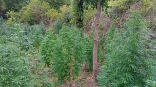 При полицейска операция са установени засети ниви с коноп в