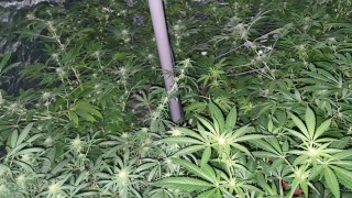 Мини ферма за отглеждане на канабисови растения намираща се в