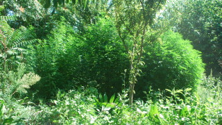 Близо килограм марихуана е открит при акция на полицията в