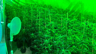 Полицията разкри високотехнологична наркооранжерия в Пазарджишко съобщават от МВР Тя