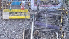 Пресякоха незаконна търговия със защитени диви птици в Пловдив