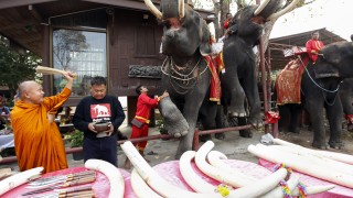 Време е Европа да забрани търговията с предмети от слонова