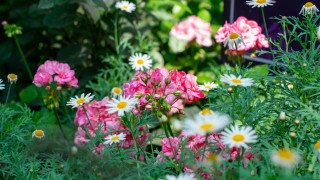 10 цветя, на които винаги да премахваме прецъфтелите цветове