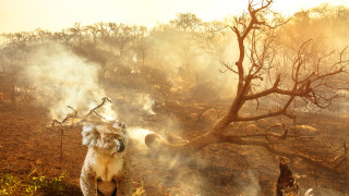 Популациите на диви животни се сриват по целия свят което