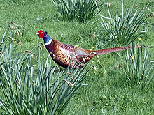 Шапът  срина ловния туризъм