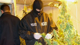Двама перничани задържани за производство на марихуана