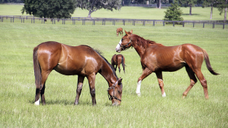 Коне са намерени убити в село Рибарица сутринта на 12