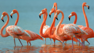 Представителите на вида фламинго са едни от най красивите и същевременно най интересните