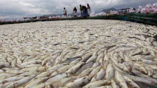 800 тона мъртва риба "затрупаха" Филипините