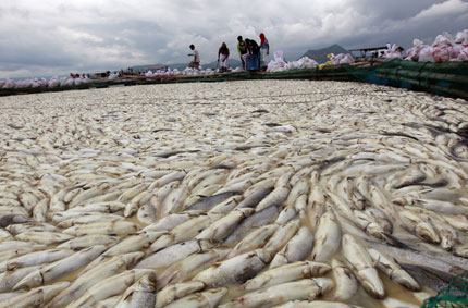 800 тона мъртва риба "затрупаха" Филипините