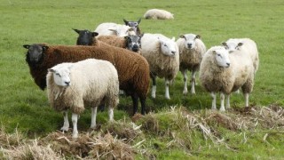 Установено е ново първично възникнало огнище на шарка по дребните