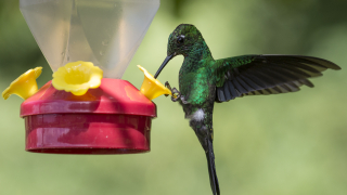 Колибрите на Коста Рика