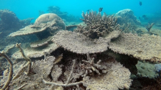Четвърти турист загина при Големия бариерен риф в Австралия 