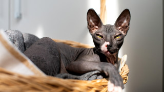 9 породи котки с необичаен произход