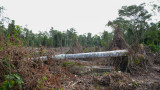 Рязко нарастване на обезлесяването в Амазонската джунгла в Бразилия 